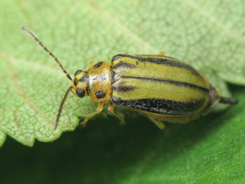 Xanthogaleruca luteola (O.F. Müller, 1776)